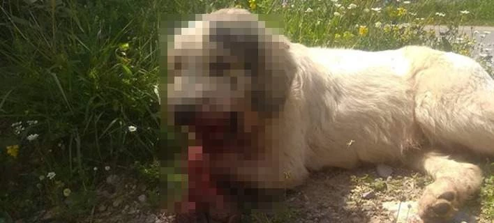 Σοκαριστική κακοποίηση σκύλου στην Καλαμάτα – Ασυνείδητοι του έβαλαν κροτίδες στο στόμα
